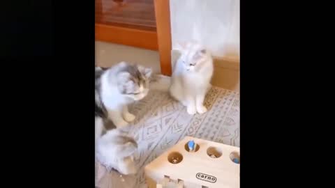 cute and funny pets|try not laugh