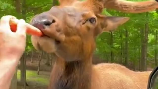 animal funny video #short