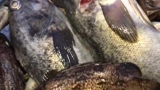 A day of challenging lure fishing