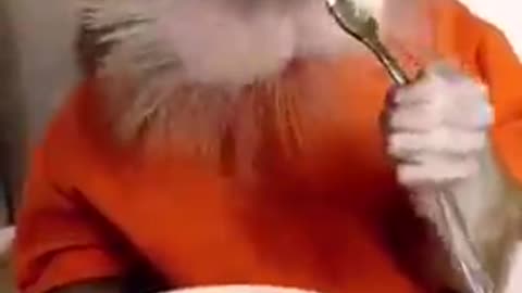 Monkey diet