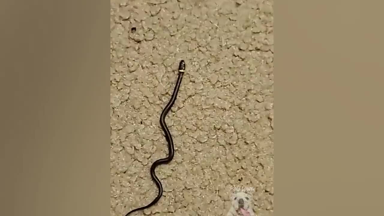 Funny snakes