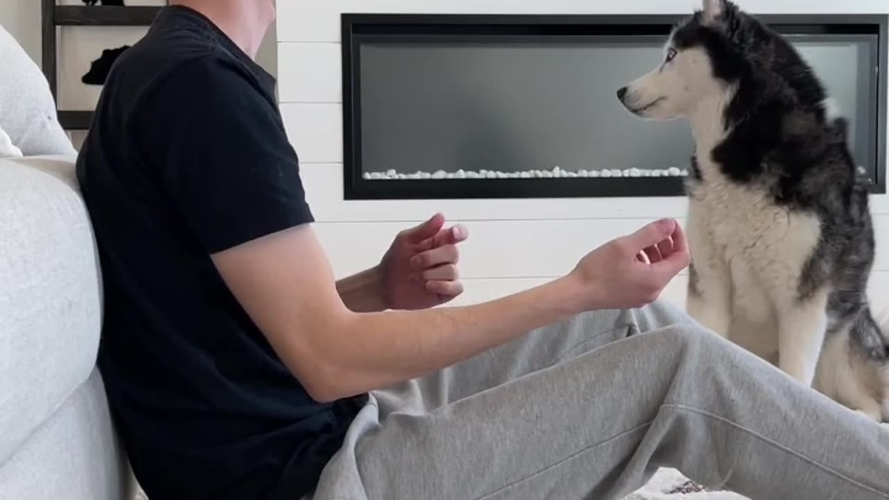 Husky Pranked By Magic Trick!