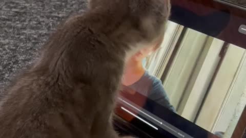 Kitten watches a movie