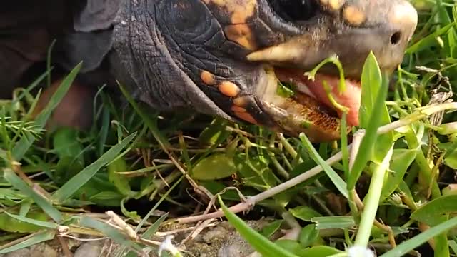 Tortoise eating in the pasture 5 beautiful tortoise tortoise and turtle