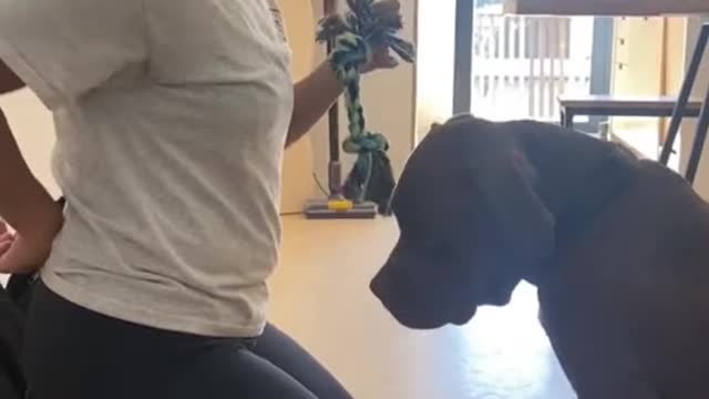 art_Dog_Training_Video_Dog_Training_Tricks____Dog_Training_dogtraning(4K)(4)