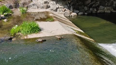 a duck couple searching for something under the water