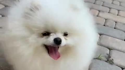 สุนัข,funny animal,cute dog,funny animals,funny animal videos,cute dogs,