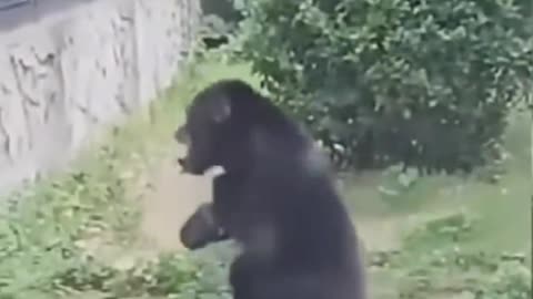 Chimpanzee Became Mad after Electric Shock