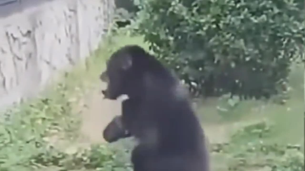 Chimpanzee Became Mad after Electric Shock