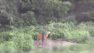 Buck in the backyard loves bird food