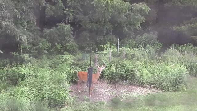 Buck in the backyard loves bird food