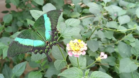 Beautiful butterfly with great colors.