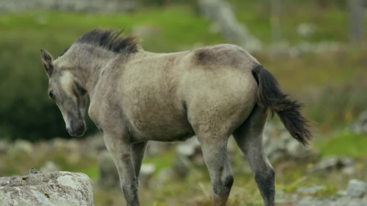 Most Amazing Moments Of Wild Animal 2022 - Wild Discovery Animals