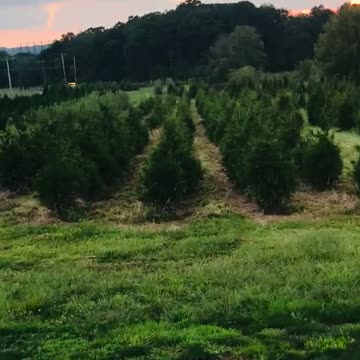 Sunset at our evergreen tree farm near Doylestown pa