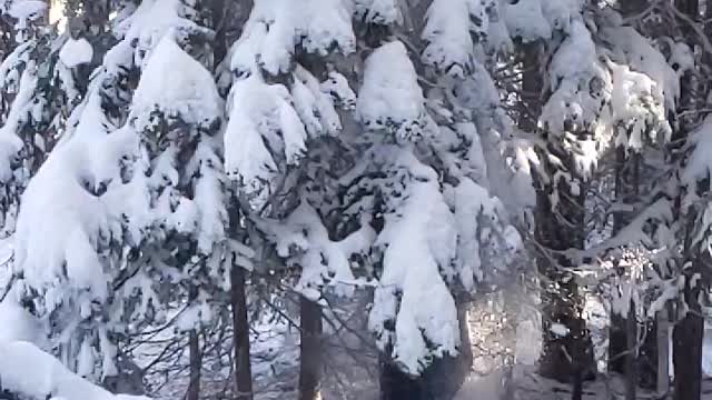 Tree shaking