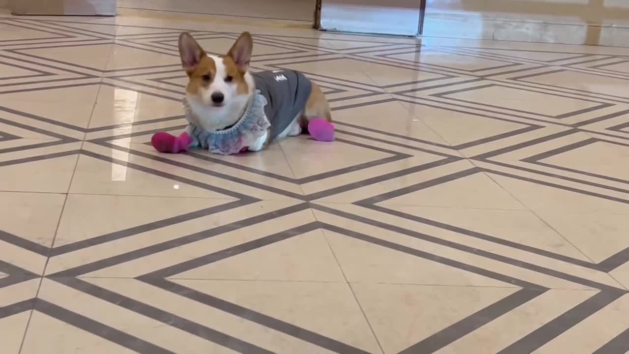 Put shoes and clothes on the dog