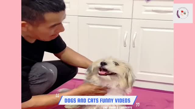 "Dogs And Cats React In The Best Way To Each Other!"