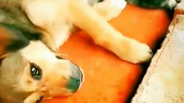 Very Intelligent Cat Animals videos - Dog Animal Videos 2022 #animals #