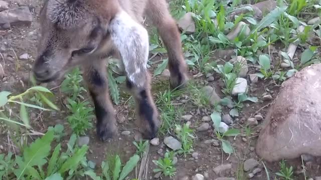 cute small goat