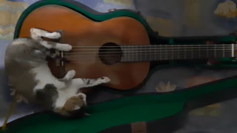 cat & guitar sleeping