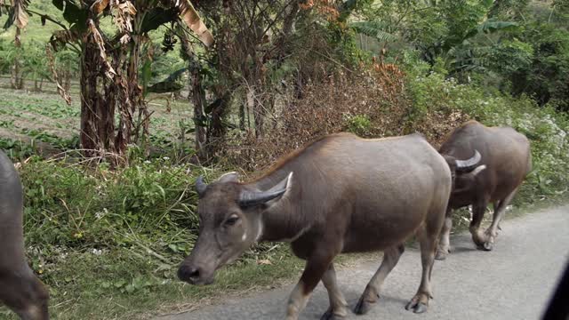 Herd Of Banteng Cows Walking With Female Owner On Street