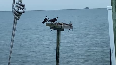 People Rescue A Mama Osprey After She Gets Attacked By A Bald...