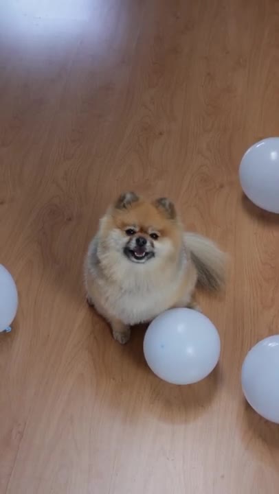 Video of a Pomeranian Dog