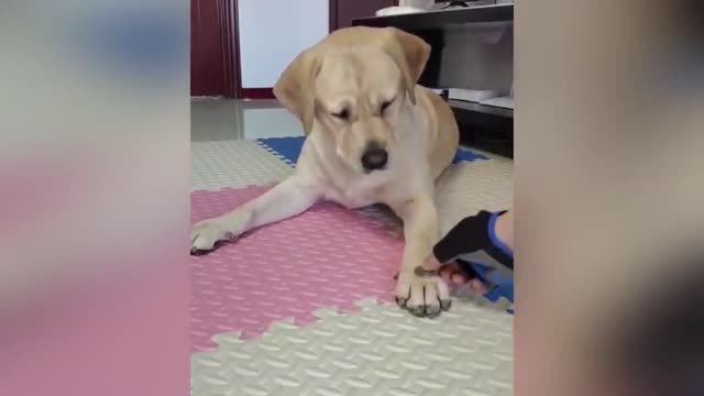 The best funny animals videos.