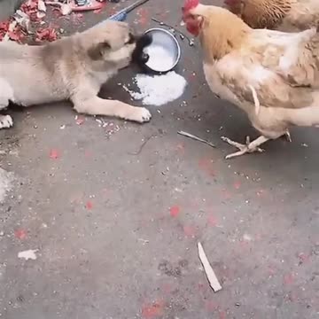 Dog for chicken fight