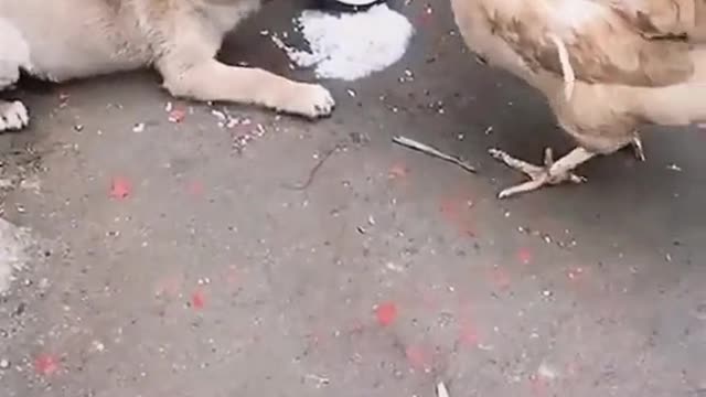 Dog for chicken fight