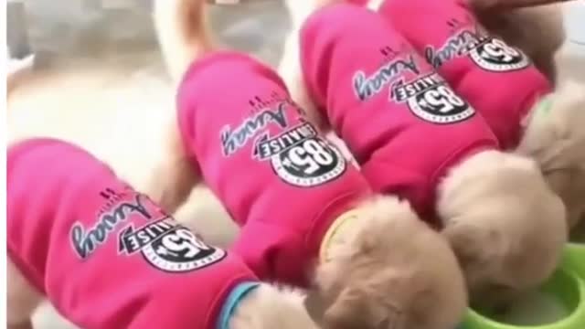 Cute Funny Puppies Eating