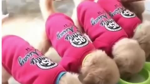 Cute Funny Puppies Eating