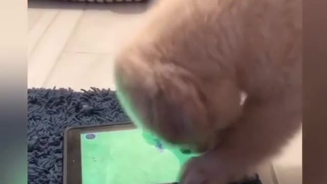 Puppy plays favorite game on owner’s iPad