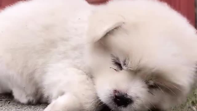 Cutest baby dog, Satisying 😹 Funny Animals videos #shorts 2022.