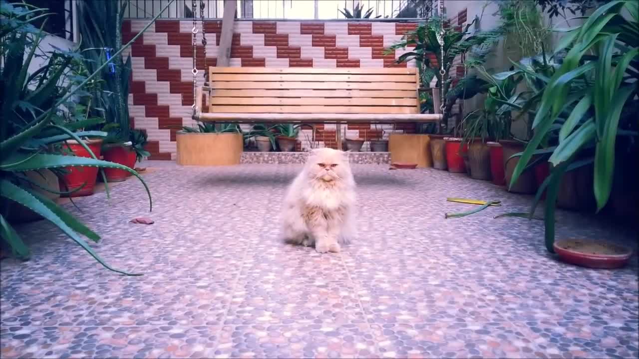 Meet my Carlos - Cat Paradise