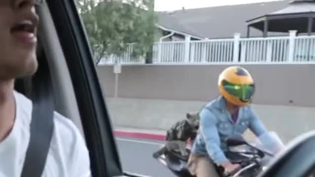 Pet Cat Animal - Motorcycle Lip Dub