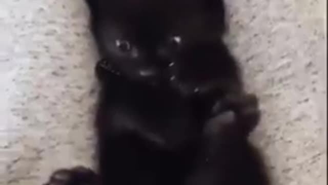 That moment when a cat realises he actually has 4 paws
