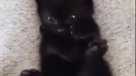 That moment when a cat realises he actually has 4 paws