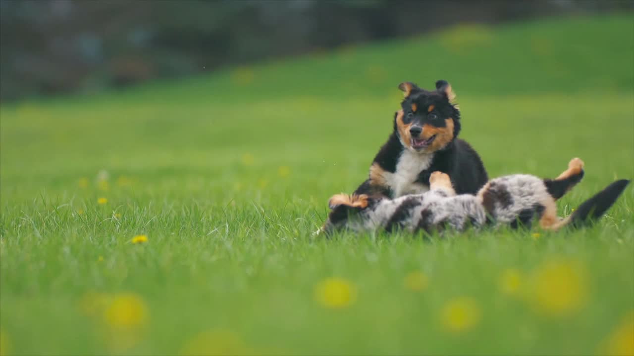 My Little Puppies Playing Around Biting Each Other