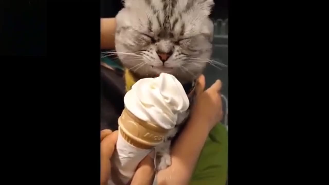 Funny Animals Videos