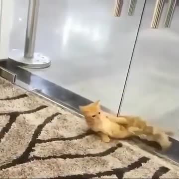 The cute cat cross the door when door is closed.