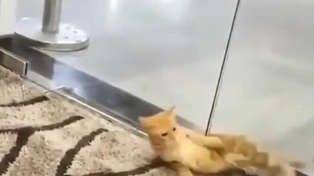 The cute cat cross the door when door is closed.
