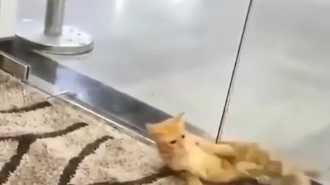 The cute cat cross the door when door is closed.