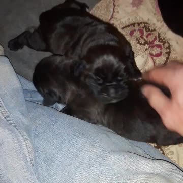 Warhammer's "Perfect Storm" X Warhammer's "Denali"