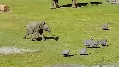 Cute baby elephant