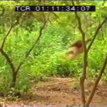 Animal funny videos 🤣