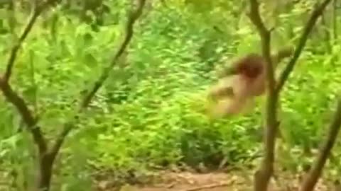 Animal funny videos 🤣