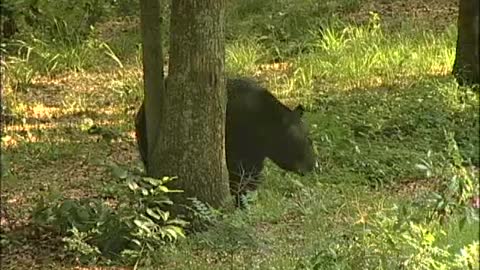 Florida Black Bear