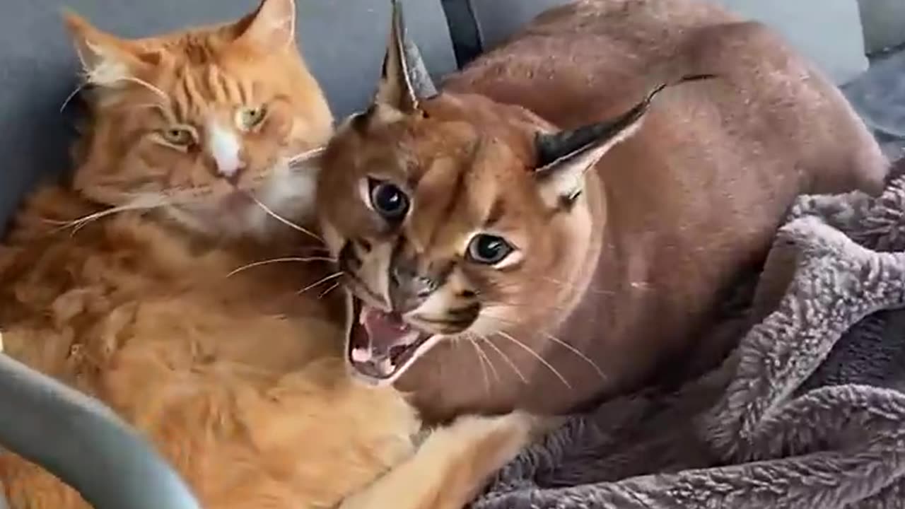 Can we get some privacy hooman😸