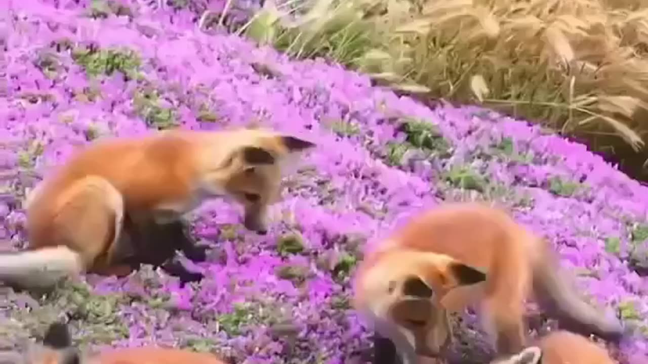 Red Foxes Are playing #shorts #shortvideo #video #virals #videoviral